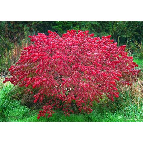 Flower Seeds Burning Bush Euonymus Alatus 10 Seeds Free Us Shippinseeds Plants Fruits Chives