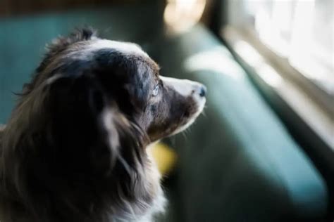 Mi Perro Sacude La Cabeza Por Qu Lo Hace Y Cu Ndo Debo Preocuparme