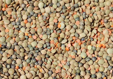 Top 5 Benefits Of Eating Lentils