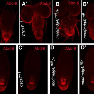 Loss Of CTCF And Mod Mdg4 Leads To Reduction Of The Abd B Levels In