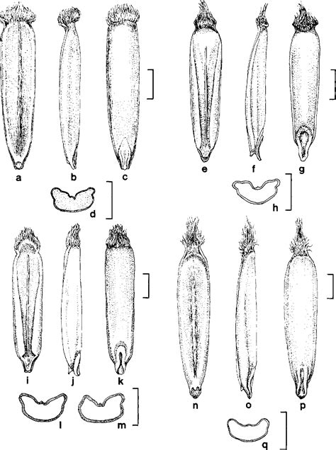 Figure 2.4 from Caryopsis Morphology and Classification in the ...