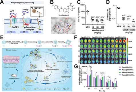 Full Article Current Anti Amyloid β Therapy For Alzheimers Disease