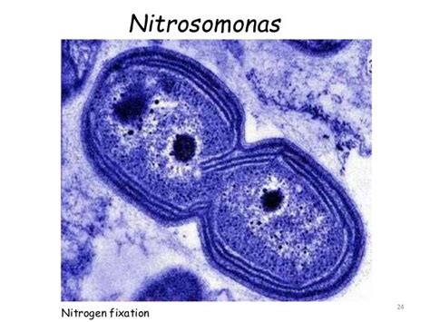 Nitrosomonas Communis