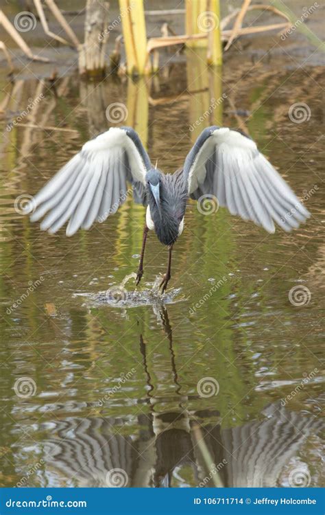 Tricolored Heron Flying Low Over Water In A Florida Swamp Stock Photo