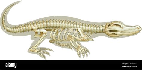 Crocodile Skeletal System Stock Vector Image And Art Alamy