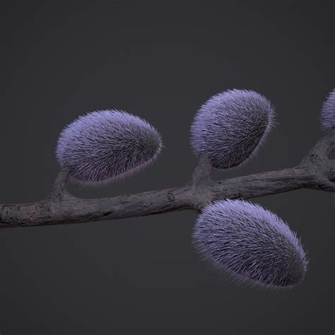 Pussy Willow Branch 3D Model CGTrader