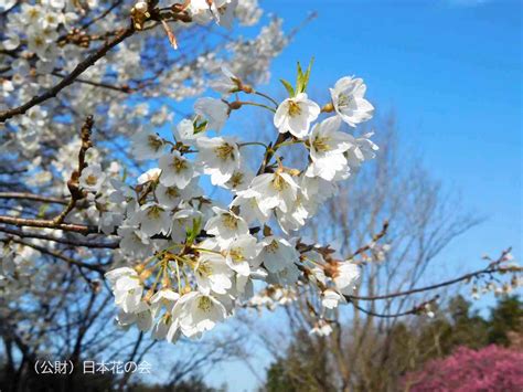 霧社桜 桜図鑑｜公益財団法人日本花の会