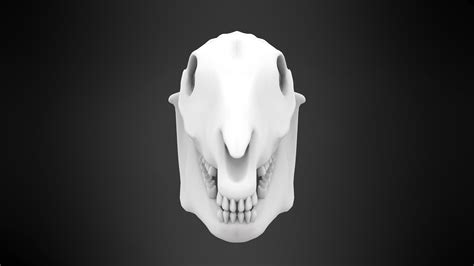 Horse Skull 3d Model Cgtrader