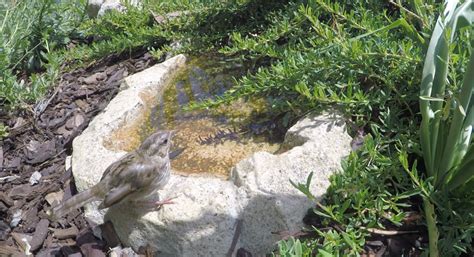 Fledgling Song Sparrow Gottlieb Native Garden