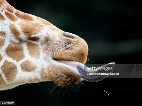 What Color Is A Giraffes Tongue Photos And Premium High Res Pictures