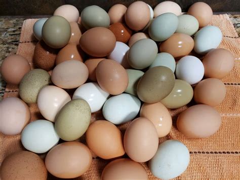 Best Quality Organic Fresh Chicken Table Eggs Fertilized Hatching