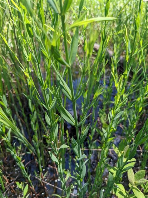 Harper S St John S Wort In May By Eric Ungberg Inaturalist