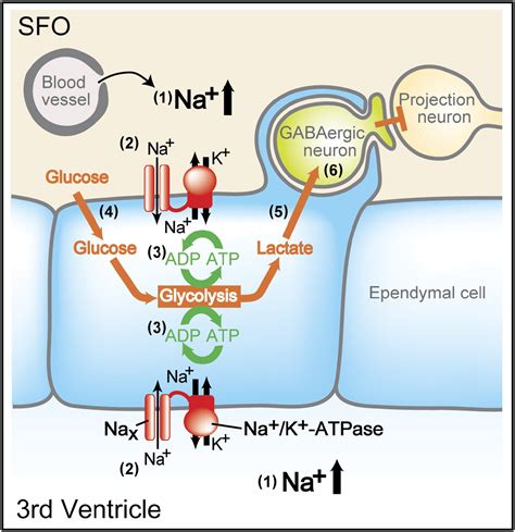 Glial Nax Channels Control Lactate Signaling To Neurons For Brain Na