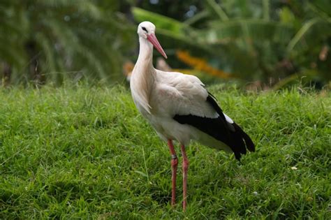 Stork Honolulu Zoo Society