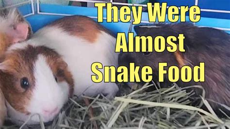 Update On Guinea Pigs Rescued With Scottys Animals 😊 Youtube