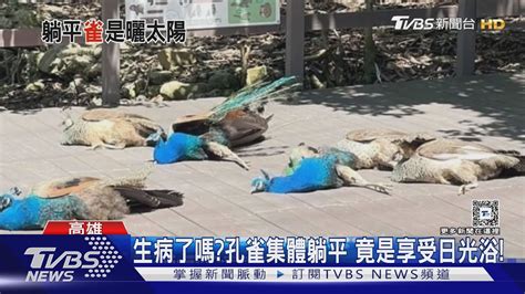 笑翻 壽山動物園孔雀集體躺平嚇壞遊客 結局超萌｜tvbs新聞 Tvbsnews02 Youtube