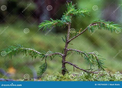 Baby Evergreen Tree Stock Image Image Of Produce Branch 190794509