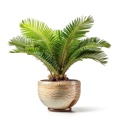 Premium AI Image | Potted Plant