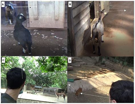 Frontiers | Gaze Following in Ungulates: Domesticated and Non ...