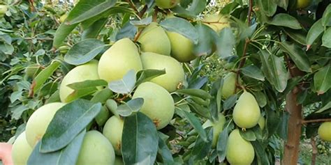 Pere Coscia Una Conferma Della Frutta Estiva Italiafruit News