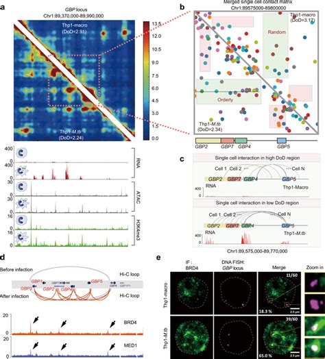 Remodeling Of The Chromatin Configuration Of Guanylate Binding Protein