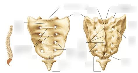 Sacral Vertebra Diagram Quizlet