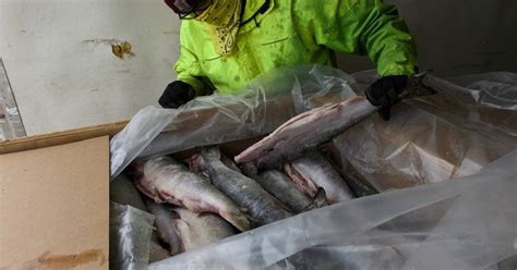Opinion Understanding Alaska Peninsula Fisheries Impact On Yukon