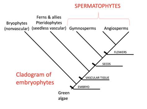 Exam Angiosperms Flashcards Quizlet