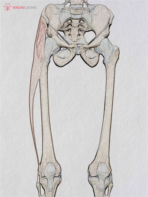 tensor fasciae latae fascia lata knowlative