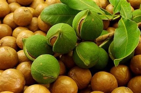 Макадамия или австралийский орех: описание растения, где растёт ...