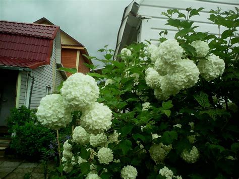 Калина шаровидная (70 фото) » НА ДАЧЕ ФОТО