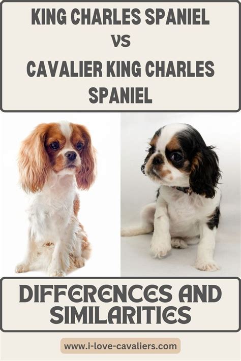 King Charles Spaniel Vs Cavalier King Charles Spaniel Key Differences