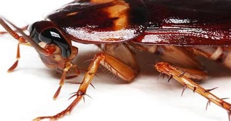 Zainudin100594bio Tungkai Pada Insecta