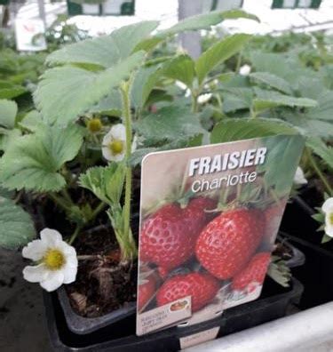 Fraisier Charlotte Barquette De Plants U La Musette Pause