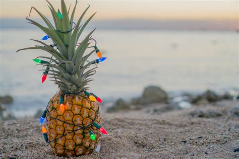 Pineapplewrappedinchristmaslightsonthebeach Best Western Plus