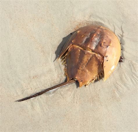 10 Oldest Species in the World - Oldest.org
