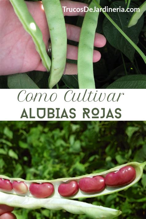 Como Cultivar Alubias Rojas Trucos De Jardineria