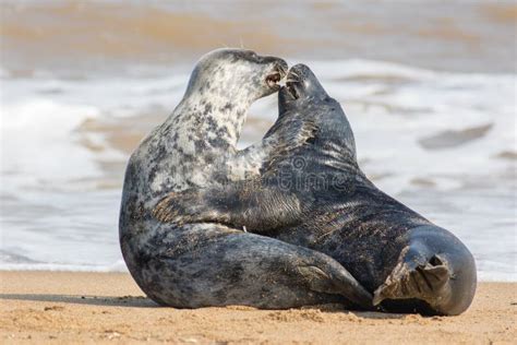 Animals in Love Seal Lovers Having Sex on the Beach Zdjęcie Stock