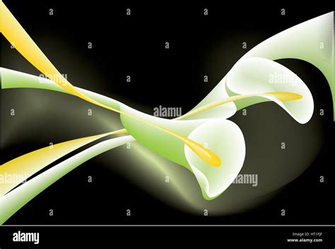 Beautiful Calla Lilies Stock Vector Image And Art Alamy
