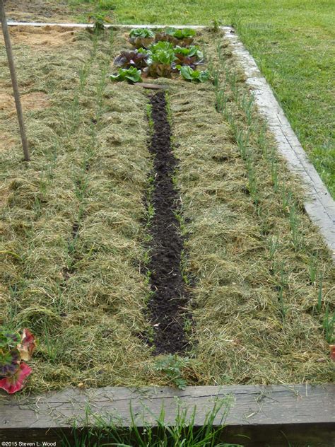 Mulching With Grass Clippings In The Garden