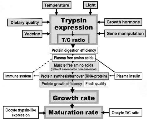 Diagram Showing The Importance Of Trypsin For A Series Of Growth