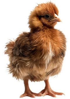 Chicken Genetics Frizzle Frazzled