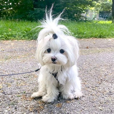 Maltese dogs haircut style maltese dogs hair style maltese dogs maltese ...