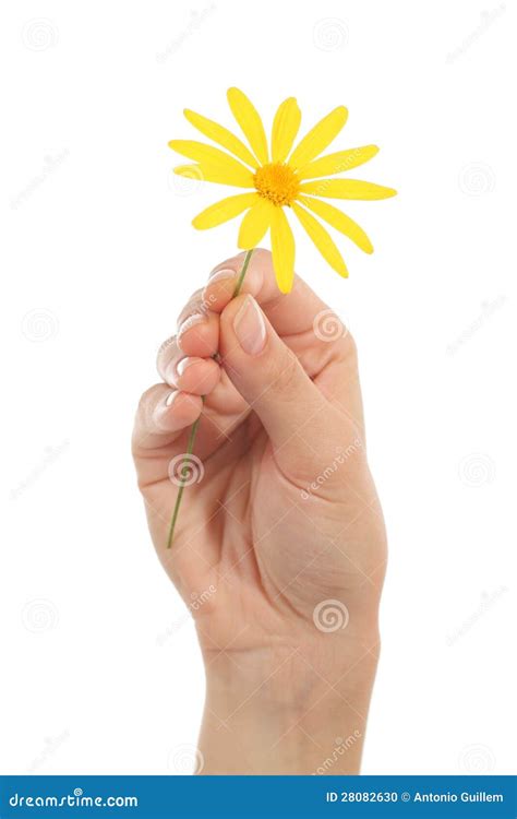 Woman Hand Holding A Daisy Stock Photo - Image: 28082630