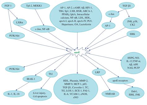 Are You ApoE4? 88+ Ways To Increase Apolipoprotein E (ApoE) — MyBioHack ...