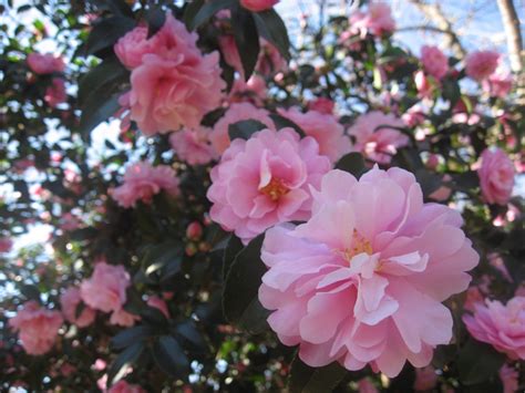 12月の花 We Love 葛西臨海公園