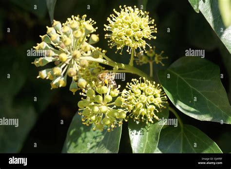 Buntes Efeu Fotos Und Bildmaterial In Hoher Aufl Sung Alamy