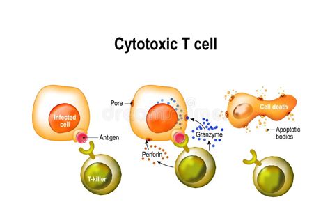 T Cell Activation Stock Illustrations 57 T Cell Activation Stock