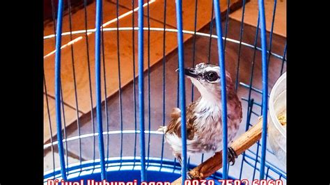 burung merbah cerukcuk trucukan jantan youtube