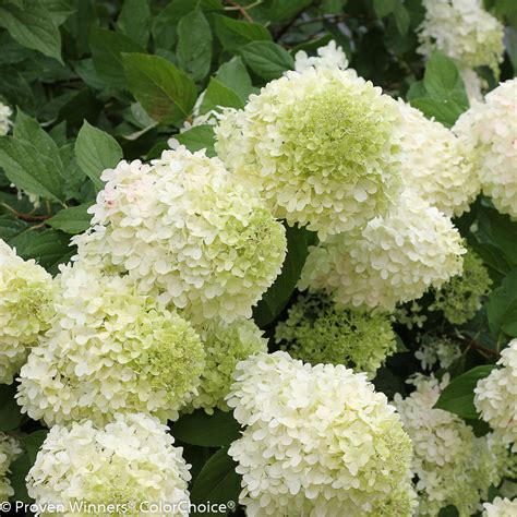 Fun In The Sun Best Hydrangeas To Grow In Full Sun Espoma Hydrangea